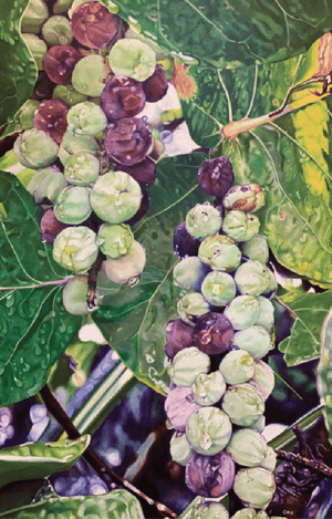 Uvas de mar - Arte Caribe