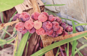 Uvas de mar - Arte Caribe